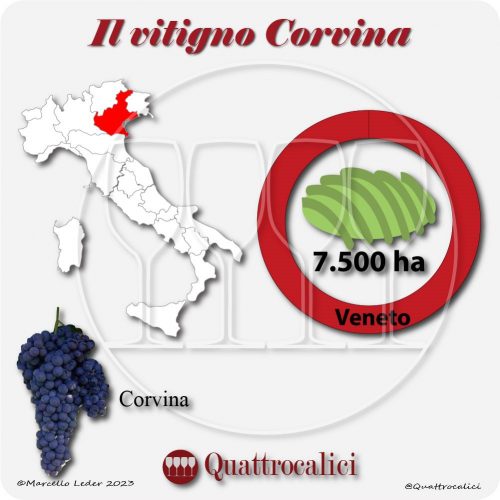 Il Vitigno Corvina e la sua coltivazione in Italia