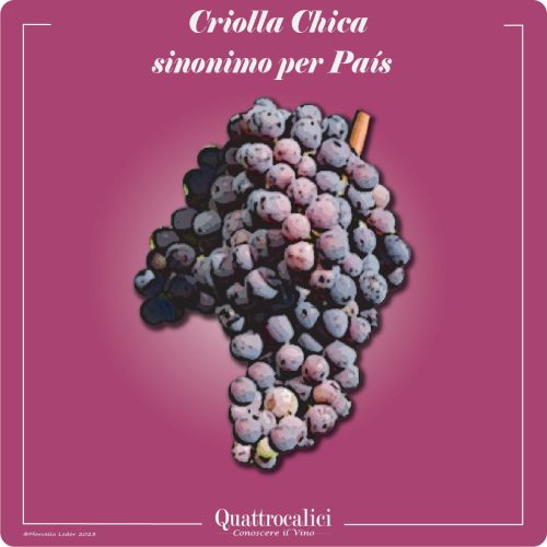 Il vitigno Criolla Chica e i suoi vini