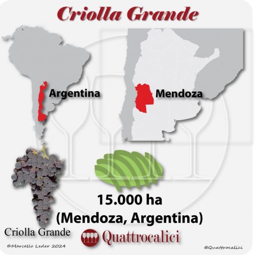 Il vitigno Criolla grande in Argenitna