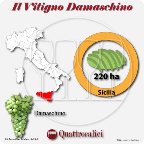 Il Vitigno Damaschino e la sua coltivazione in Italia