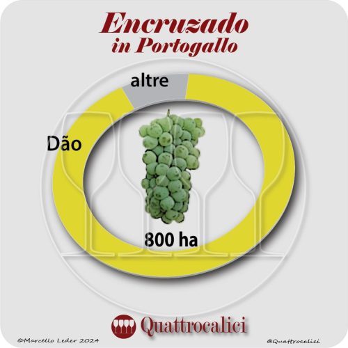 il vitigno encruzado in portogallo
