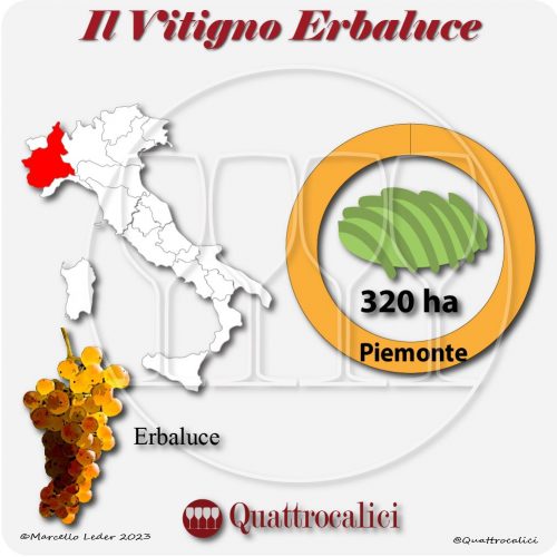 Il Vitigno Erbaluce e la sua coltivazione in Italia
