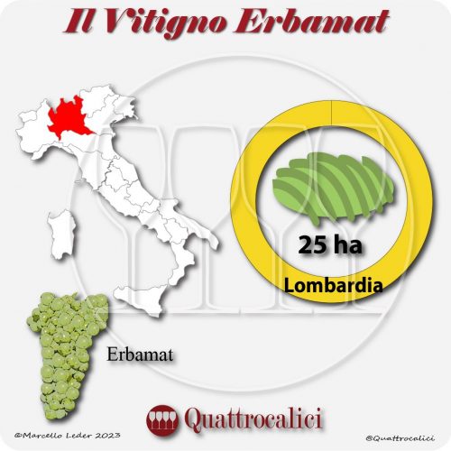 Il Vitigno Erbamat e la sua coltivazione in Italia
