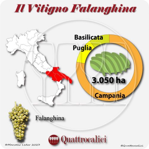 Il Vitigno Falanghina e la sua coltivazione in Italia