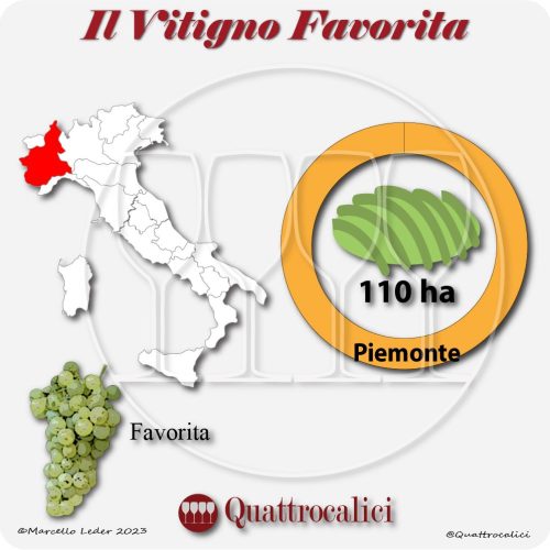 il vitigno favorita