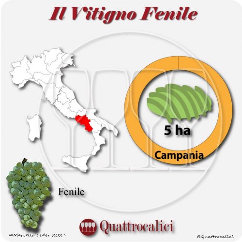 Il Vitigno Fenile e la sua coltivazione in Italia