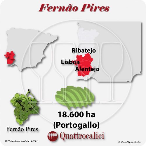 Il vitigno Fernão Pires in Portogallo