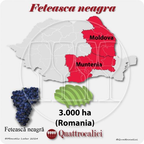 Il vitigno Fetească neagră in Romania