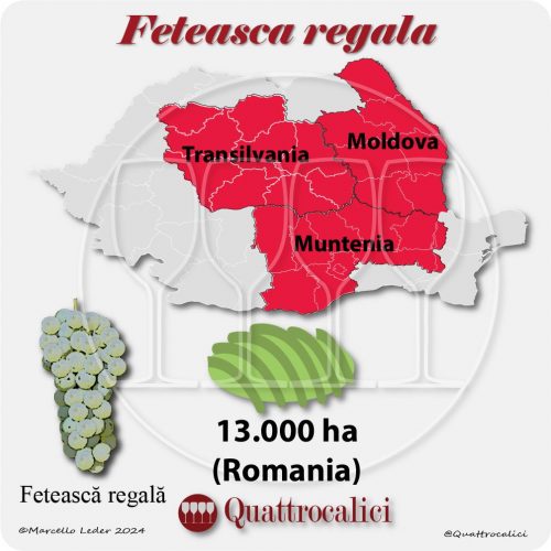 Il vitigno Fetească regală in Romania