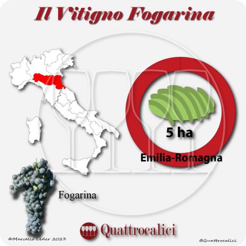Il Vitigno Fogarina e la sua coltivazione in Italia