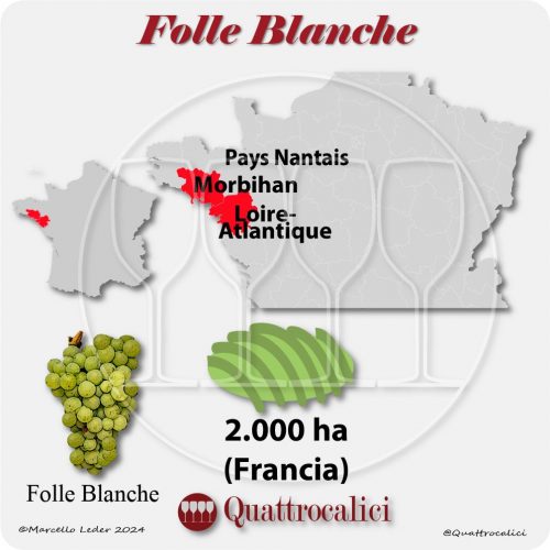 Il vitigno Folle Blanche in Francia