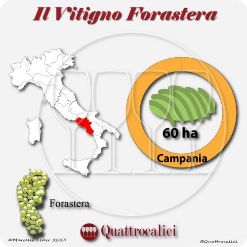 Il Vitigno Forastera e la sua coltivazione in Italia