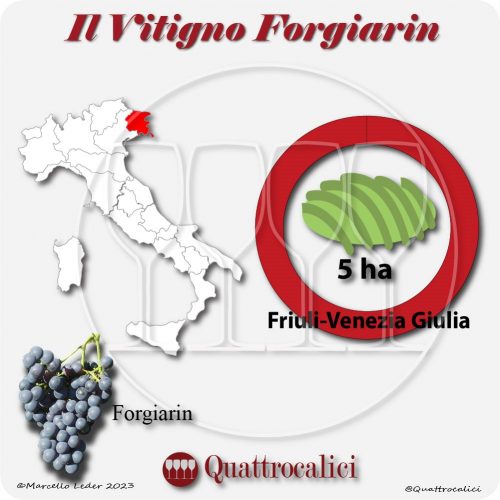 Il Vitigno Forgiarin e la sua coltivazione in Italia