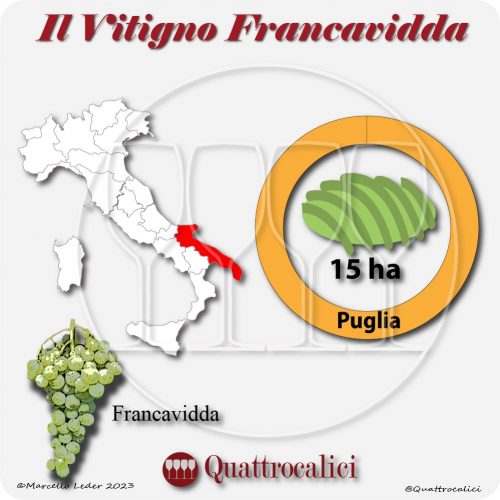 Il Vitigno Francavidda e la sua coltivazione in Italia