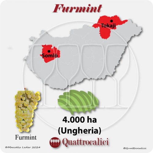 Il vitigno Furmint in Ungheria