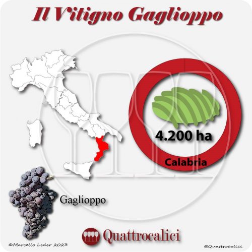 Il Vitigno Gaglioppo e la sua coltivazione in Italia