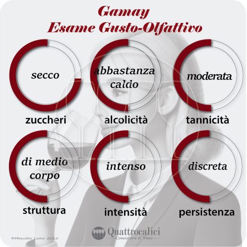 L'esame-gusto-olfattivo dei vini Gamay