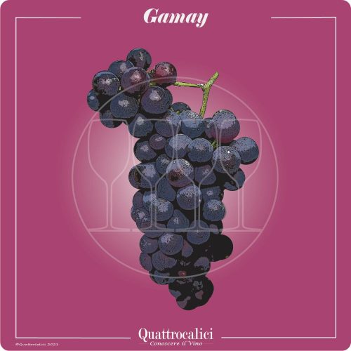 Vitigno  Gamay