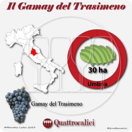 gamay perugino o gamay del trasimeno