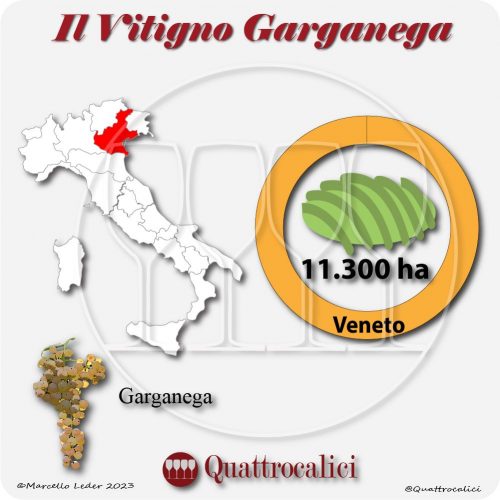 Il Vitigno Garganega e la sua coltivazione in Italia