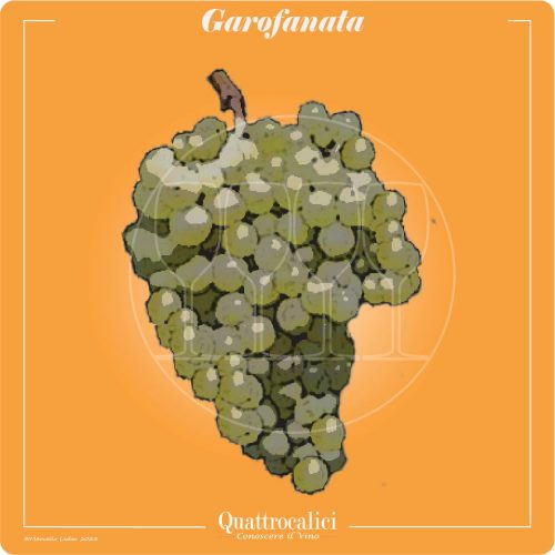 garofanata vitigno