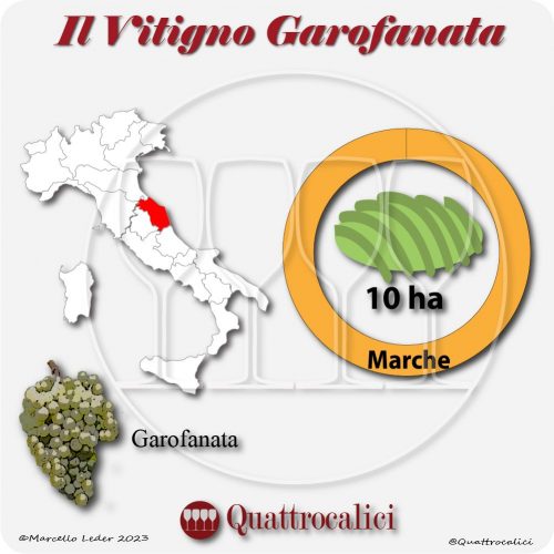 Il Vitigno Garofanata e la sua coltivazione in Italia