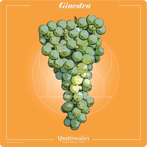 Vitigno  Ginestra