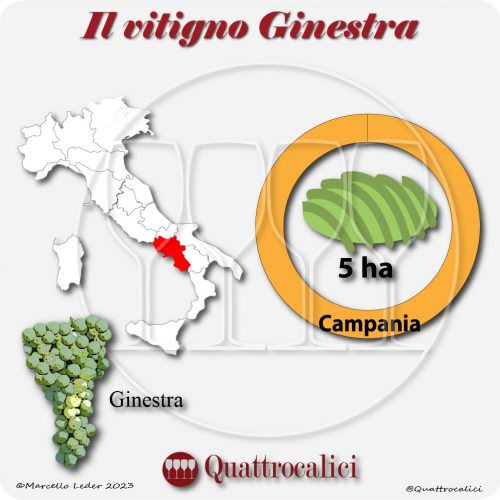 Il Vitigno Ginestra e la sua coltivazione in Italia