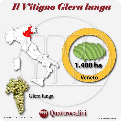 Il Vitigno Glera lunga e la sua coltivazione in Italia