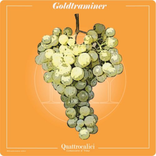 Vitigno  Goldtraminer