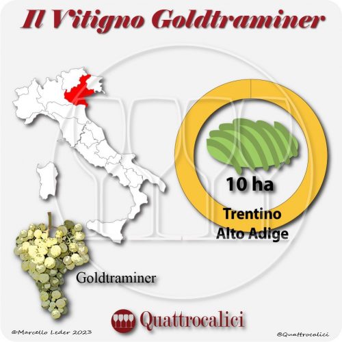 Il Vitigno Goldtraminer e la sua coltivazione in Italia