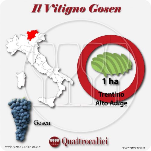 Il Vitigno Gosen e la sua coltivazione in Italia