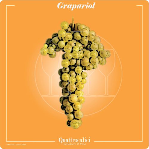 Il vitigno grapariol