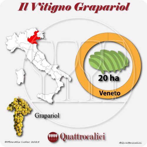 grapariol superficie vitata