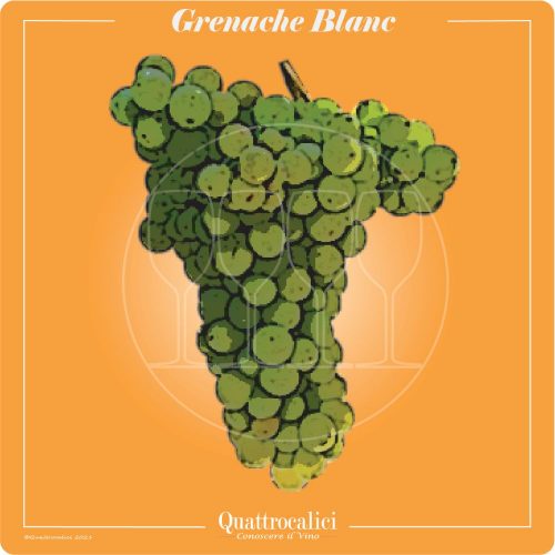 Vitigno  Grenache blanc