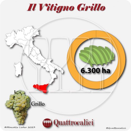 Il Vitigno Grillo e la sua coltivazione in Italia