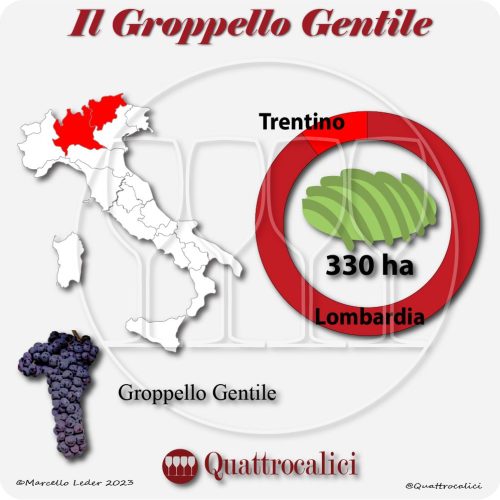 Il vitigno groppello gentile