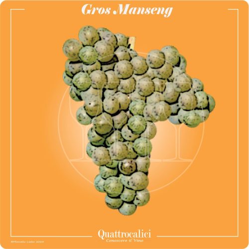 il vitigno gros manseng