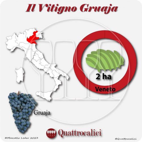 Il Vitigno Gruaja e la sua coltivazione in Italia