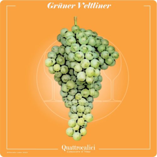 grüner veltliner vitigno