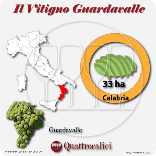 Il Vitigno Guardavalle e la sua coltivazione in Italia