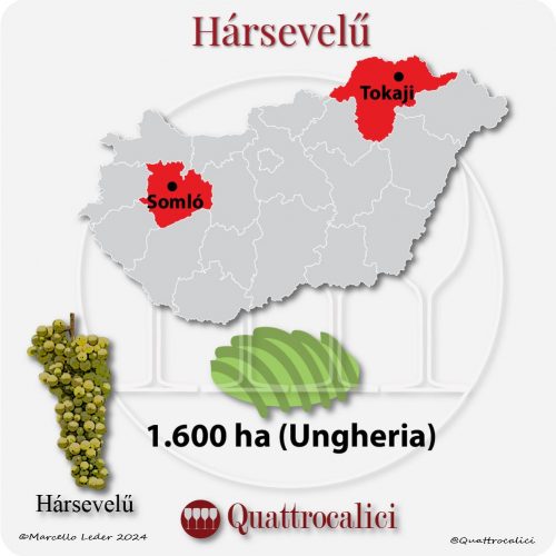 Il vitigno Harsevelu in Ungheria