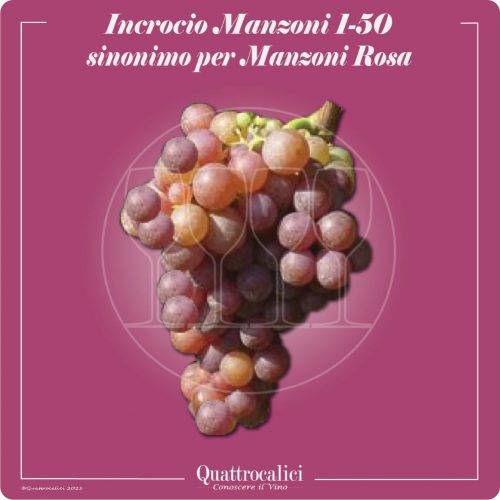 Vitigno  Incrocio Manzoni 1-51