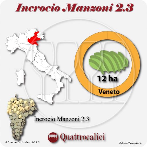 Il Vitigno Incrocio Manzoni 2-3 e la sua coltivazione in Italia