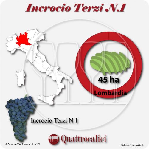 Il Vitigno Incrocio Terzi n-1 e la sua coltivazione in Italia