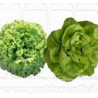 Insalata di Lusia IGP