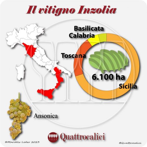 Il Vitigno Inzolia e la sua coltivazione in Italia