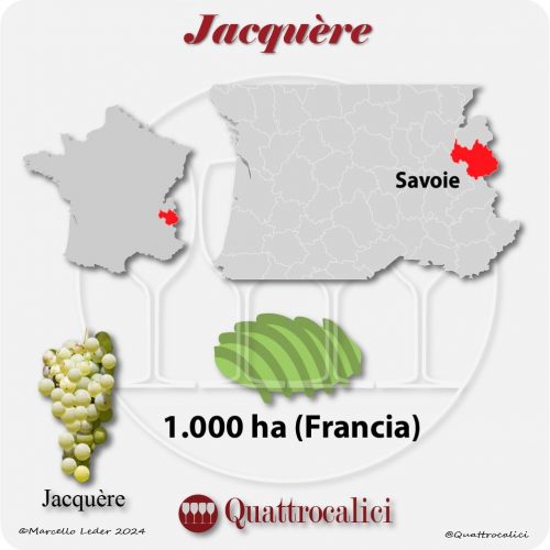 Il vitigno Jacquere in Francia