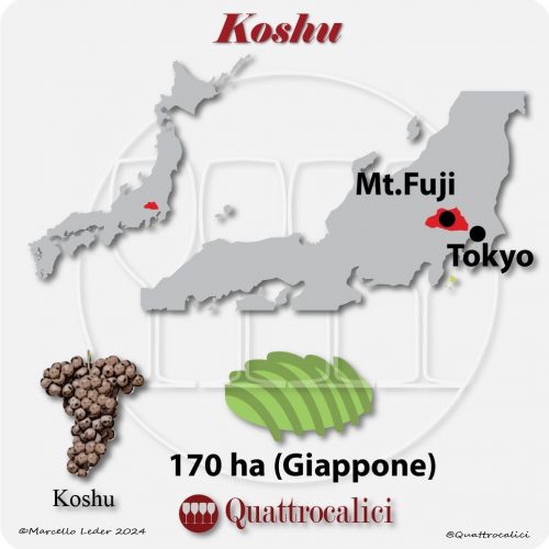 Il vitigno Koshu in Giappone
