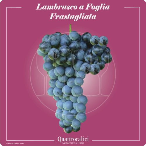 Vitigno  Lambrusco a foglia frastagliata